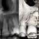 CT Dent COM1-Feb-2019-80x80 Dr Nilesh Parmar discusses his experience of working with CT Dent  